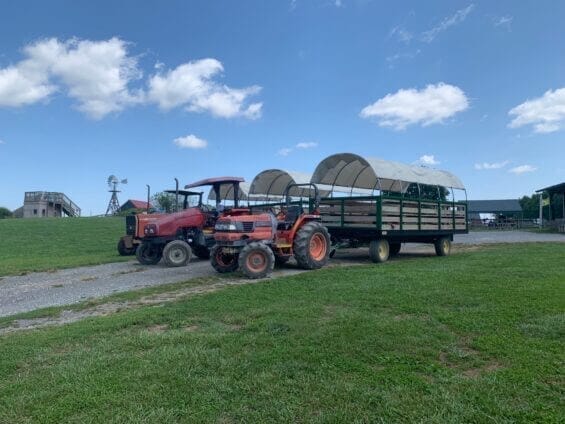 Two red tractors pull truckbeds on a dirt road at a farm.
